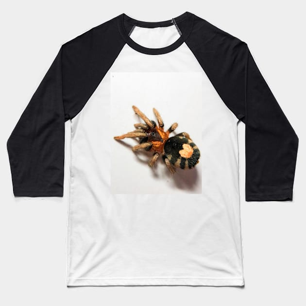 Cyriocosmus Elegans Tarantula Baseball T-Shirt by CyriocosmusE